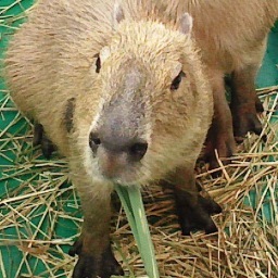 2010年からのカピ初心者です☆どうぞよろしくおねがいします　　　（少ない在庫写真でつぶやきます）