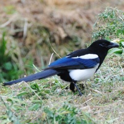 かささぎ 気持ちは福島 博物館 美術館って観光施設でしかないんすかね T Co Zt3e47upmj