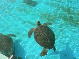 m_sstofal's profile picture. RADWIMPSは神と言い切れる程大好きです！何曲かは歌詞全部覚えちゃうほどwあ、歌は下手なんですけどね(ノд＾)