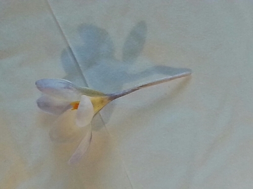 rcigdemcinar's profile picture. 