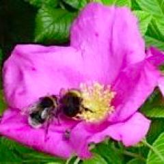 beekeeper, foodie