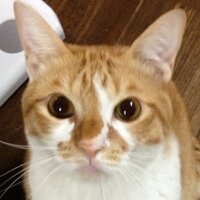 ノッポ (@dai_noppo) Twitter profile photo