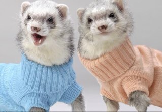 FuretsBad's profile picture. Je follow back