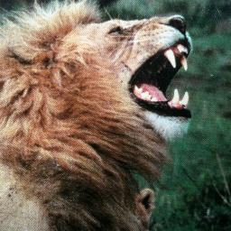 RonRonsen66's profile picture. 