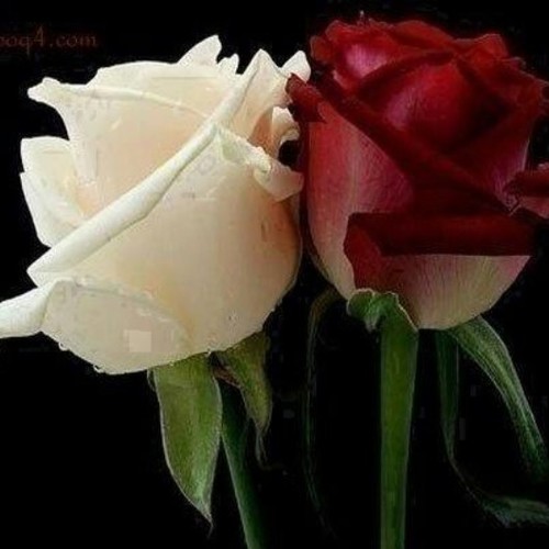 The future belongs to those who believe in the beauty of their dreams