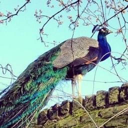 Photos & info of the park by Head Gardener Ian ~ RTs by Marina of pics by visitors from all over the world ~ Facebook: http://t.co/sclXpoJBtq