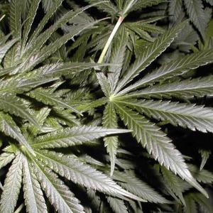 Answering all of your questions about growing Cannabis. Got a question? Follow us and ask away! English please lol