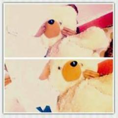 Sahaerah's profile picture. aku pingin cwo yang setia:)
bkan playboy