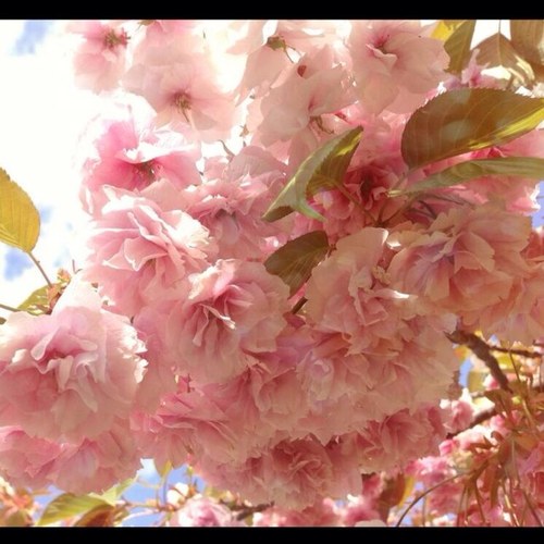 あんスタ、まほやく、アイナナ、原神、 ストグラ(🌱🍡/☠️推し) を通ってきてます 。MBTIにもハマり中。関西 趣味垢ですがお取引垢も兼ねてます。