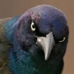 Jack Grackle Profile