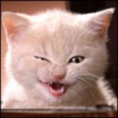 Люблю котят, особенно породистых, к тому же коты избавляют от многих болезней и успокаивают нервы.