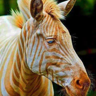 It´s a doggy zebra world out there!