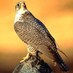 عبد الرحمن (@abrm106) Twitter profile photo