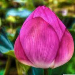 All conflict comes from attachment. –Anthony de Mello
