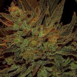 OBTAINED REAL STRAWBERRY COUGH CLONES AND KC MANGO CLONES FROM EXCLUSIVES MIDWEST SOURCE BEST BUDS BEST PHOTOS ALL ORGANIC