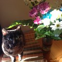 Jillian Cook - @Jilcook - Twitter