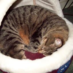 purrettykitty's profile picture. I am v. shy & a proper scaredy cat. I like watching birdys & chasing my mouse toy. I am minister 4 licking in the country Catsan.