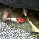 alan gunawan - @alan_bento - Twitter