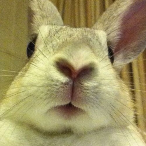 tsutsukimi's profile picture. うさぎとオオカミと植物が好き