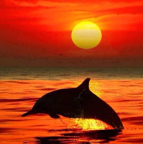 syvon1's profile picture. 