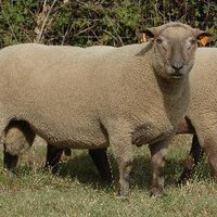 Irish Vendeen Sheep (@vendeen_sheep) 's Twitter Profile