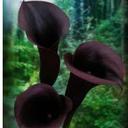 lili rivas - @liliri77 - Twitter