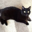 Suzanne Gillespie - @Suzibarbs - Twitter