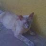 eugeniaferrer4's profile picture. Porque duele tanto la sinceridad?