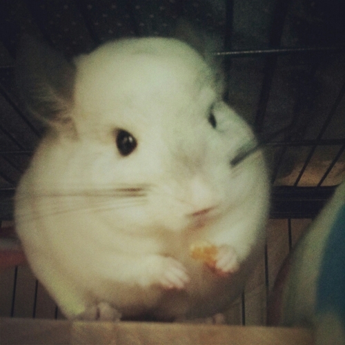 meo_and_chins's profile picture. Mom of two chinchillas(:3 っ )3 チンチラ飼ってます。