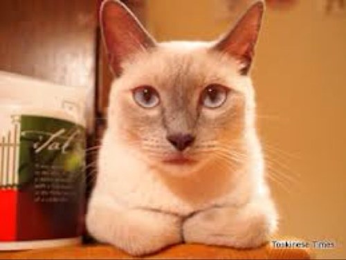 chisoku7's profile picture. Twitterデビューしましたchisoku7です☆こころに感じたことをつぶやいて一人でも多くの人と交流していけたら愉しいだろうと思います。 よろしくお願いします♪