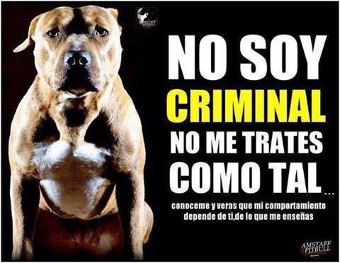 Retwiteador impulsivo