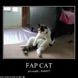 Fapping cat