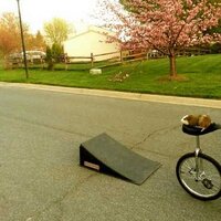 WhereIsMyGuineaPig? (@whereismyguinea) 's Twitter Profile