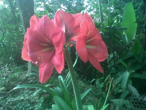 mcelestelonga's profile picture. Los reyes quieren ser absolutos; los nobles quieren ser independientes; los pueblos quieren ser  LIBRES”  Dupaty