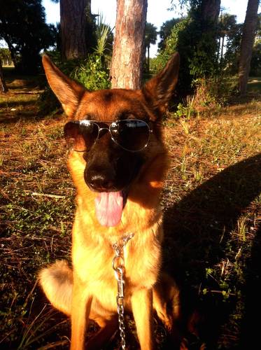 L.A. Knight is the best-selling author of DOG TRAINING THE AMERICAN MALE, a hilarious new novel available on Amazon on Sept 13, 2016.