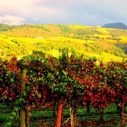 Familiarizando o mercado brasileiro com o melhor dos vinhos americanos.
Familiarizing the Brazilian market with the best of American wines. Views are my own!