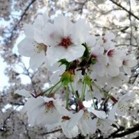 matsu takeko (@tomo3seishi) 's Twitter Profile Photo