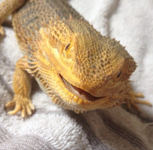 Bearded Dragon! I love my food and my sleep! I particularly like cuddles! I have 2 friends, Loki & Dora RIP Panda 27.3.15 #Beardie