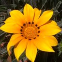 Lina Ochoa O - @solomigo - Twitter