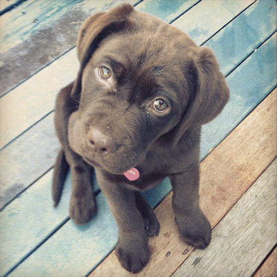 labsareawesome's profile picture. Labradors!