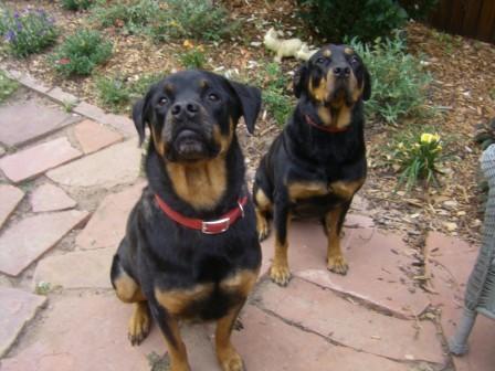 Love travel, yoga, scrapbooking, running, skiing, entertaining, and spending time with family and friends - especially our 2 Rottweilers - Deacon & Isabelle