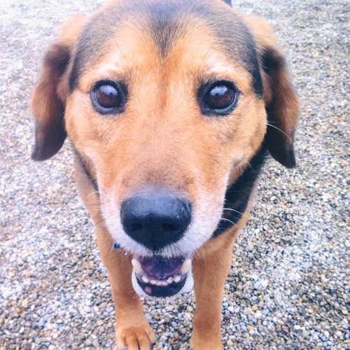 NelbertMandella's profile picture. I enjoy begging like a Meerkat, puking for no apparent reason, and being all around adorable.