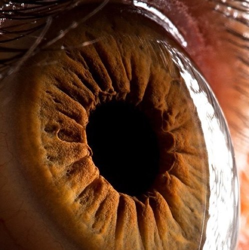 Microscopicpix's profile picture. More pix to come!!!!