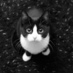 Adam Jennison (@adamjennison) Twitter profile photo Adam Jennison (@adamjennison) Twitter profile photo