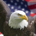 Fans of America  (@fansofamerica) Twitter profile photo