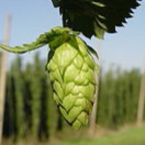 Sr Innovation Brewmaster for 10 Barrel Brewing Co