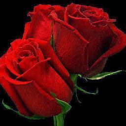 Luis_Quinteros_'s profile picture. Empresario Independiente