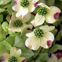 susan dunk - @srdogwood - Twitter