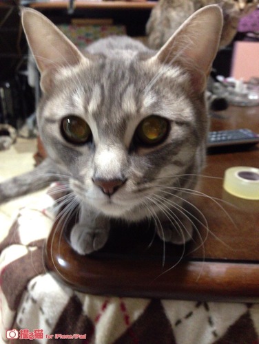 猫・映画・PC・無線 大好き