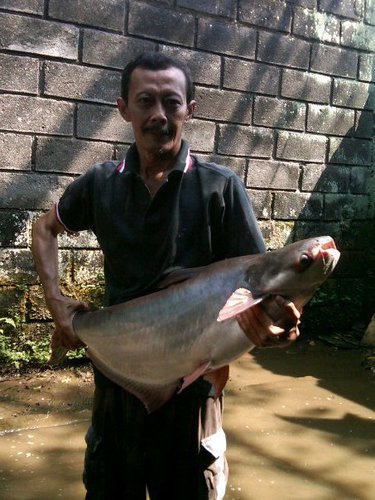 tresna_budhy's profile picture. PEMANCINGAN PONDOK MAS - KEMANG BOGOR JAMPANG PWRI ( GIRI TAMA ) - ( 08176854852 * 29B99CD0 ) - BOGOR JAWA BARAT - INDONESAI